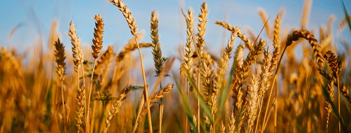 Cora: The Many Secret Things&nbsp;(14)