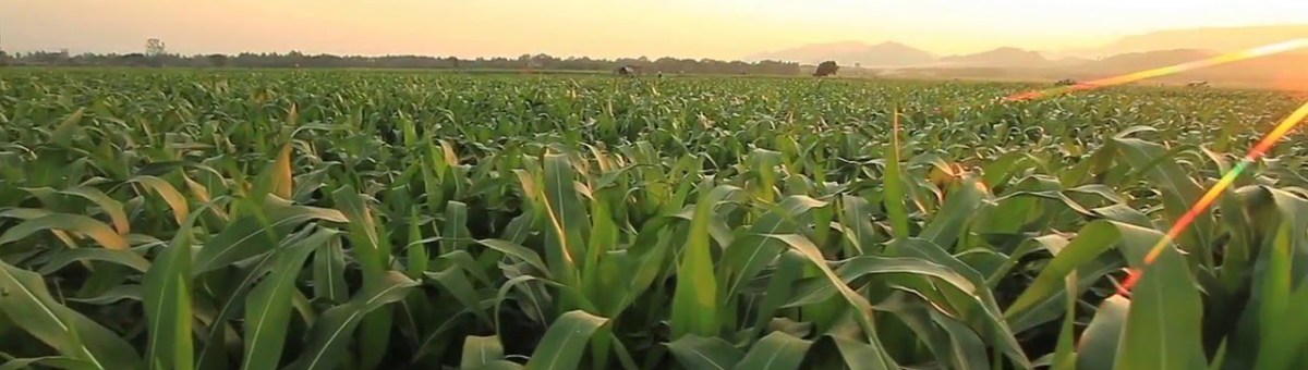 Cora: Until the Corn Grew Too High to See Them&nbsp;(9)